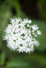 Onion White flower. Allium cepa