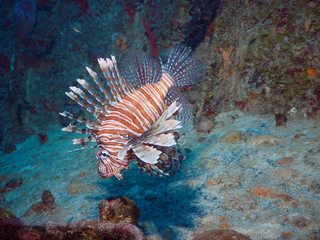 Lion Fish