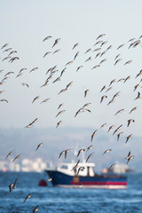 Dunlin, Dunlins, Calidris alpine - Dawlish Warren, England