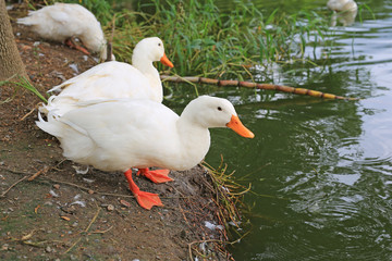 White ducks looking for food near the pond.