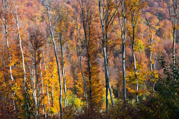 Beautiful landscape view of tall birch trees and colorful mountain forest in late autumn, picturesque scenery from Medvednica mountain near Zagreb, Croatia