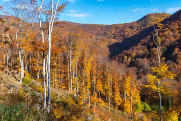 Beautiful landscape view of late autumn in mountain forest on a clear sunny day, picturesque autumn scene from Medvednica mountain near Zagreb, Croatia