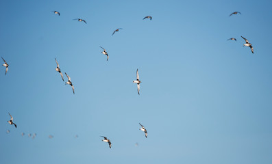 Grey Plover, Plovers, Pluvialis squatarola - Dawlish Warren, England