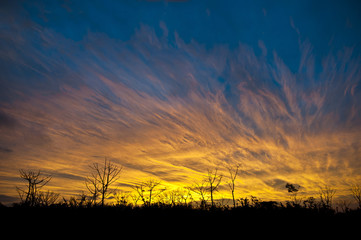Fototapeta premium Golden sunset on the field