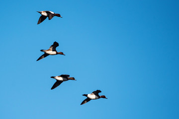 Eurasian Wigeon, Wigeon, Duck, Anas Penelope