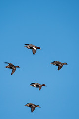 Eurasian Wigeon, Wigeon, Duck, Anas Penelope