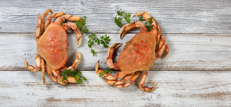 Two whole Dungeness Crabs