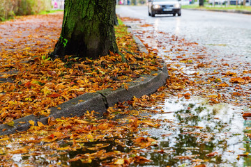 wet road with autumn leaves