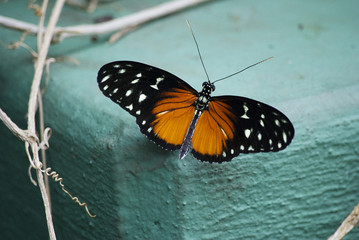 Fototapeta na wymiar Tiger Longwing Butterfly 