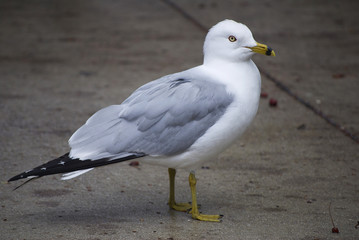 Ring-billed Gull
