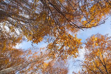 Yellow trees view from bottom