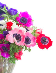 Fresh colorful Anemones fresh flowers posy close up isolated over white background