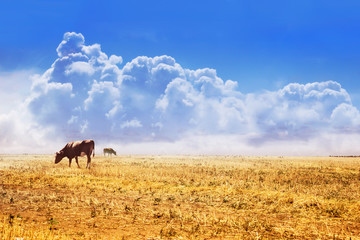 Fototapeta na wymiar Photo of cows grazing on field with blue fluffy skies.