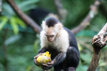 Capicinus monkey in national park Costa Rica