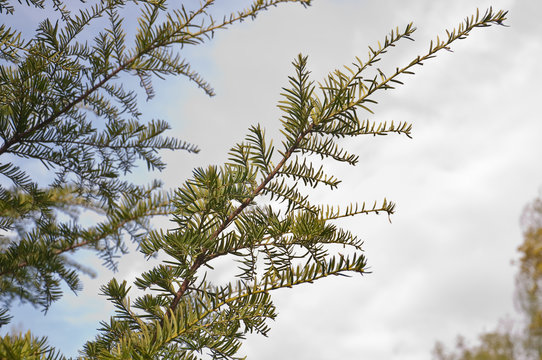 Branches of Canada or Canadian yew (Taxus canadensis) against the sky