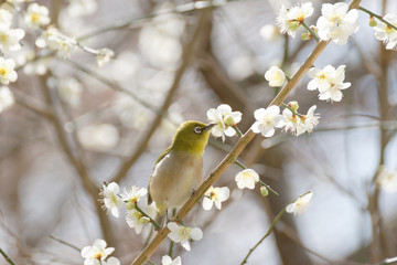 メジロと梅の花