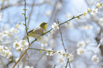 Naklejka premium メジロと梅の花