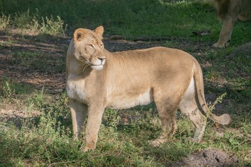 Hungry Lion