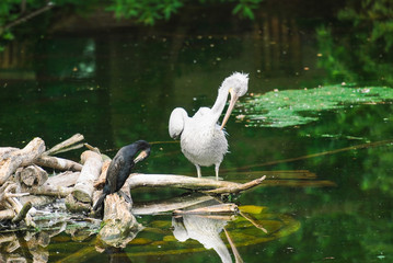 Dalmatian pelican (Pelecanus crispus)