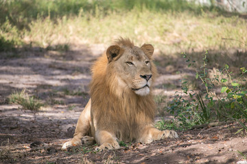 Lion with a Mohawk