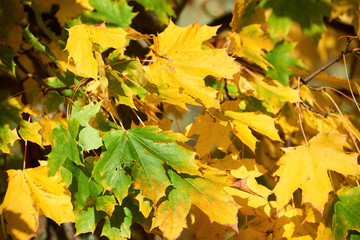 canadian maple leafs in autumn