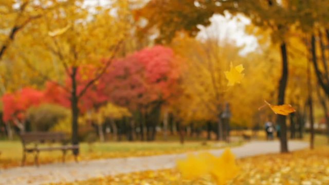 Mapple Leaves Falls in autumn park