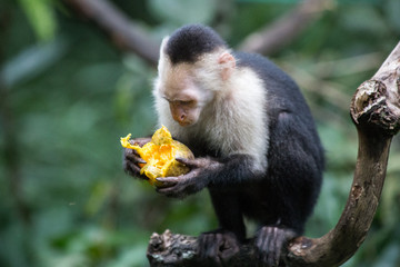 Capucinus Monkey eating a mango