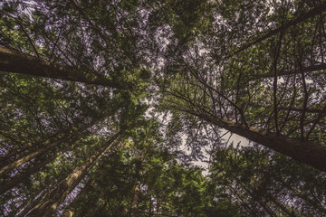 Trees from underneath