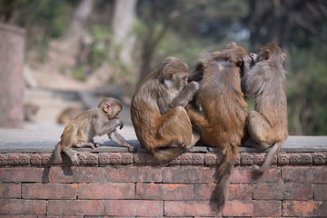 family of monkeys in Asia