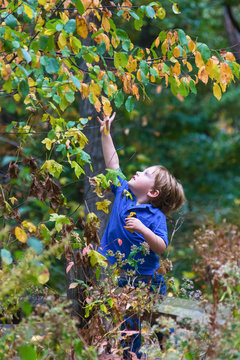 adorable toddler boy walking outside in fall reaching for tree leaves 