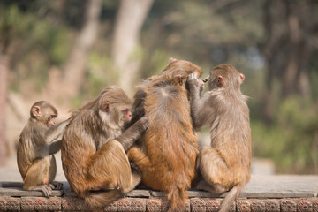 family of monkey in Nepal