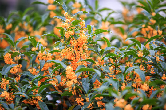 金木犀 Images Browse 993 Stock Photos Vectors And Video Adobe Stock