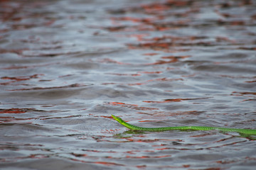 Green snake - Costa Rica
