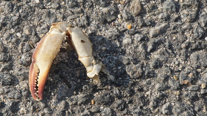 seafood crab leg