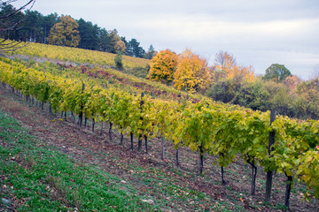 Fototapeta na wymiar Landscape with autumn vineyards and organic grape on vine branches
