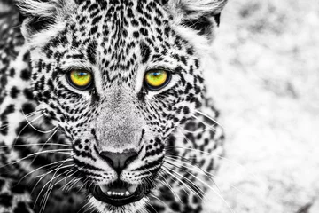Selbstklebende Fototapeten Hallo, ich bin der junge Leopard © Jean-Philippe