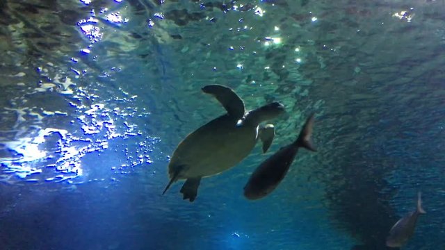 Hawksbill Marine sea Turtle sits on underwater sand