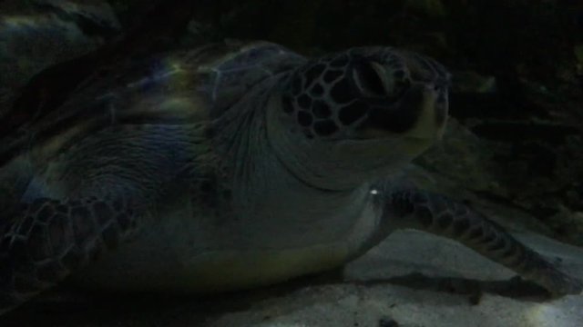 Hawksbill Marin sea Turtle swims in underwater.