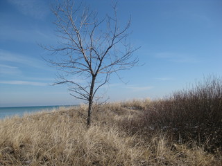 Naked Beach Tree