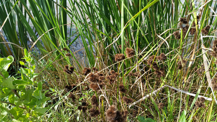 Brown Weed Bulbs Near Water