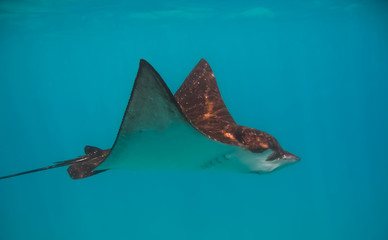 Profile of Ray Swimming Underwater