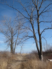 Tree Guards Path