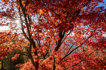 赤く染まったモミジの紅葉