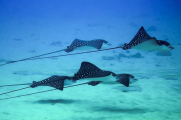 Group of Rays in Close Up Profile
