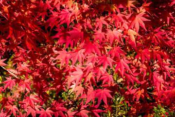 赤く染まったモミジの紅葉