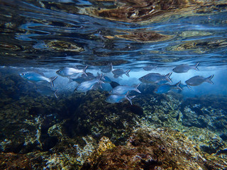 Bright Silver Fish Under Reflective Ocean Surface