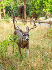 Male Mule Deer with Antlers in Meadow