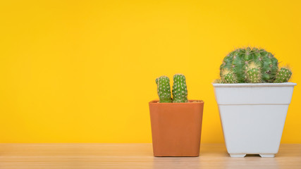 cactus in pot on wood table