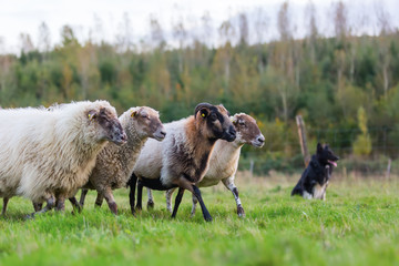pack of sheep with an Australian Shepherd dog