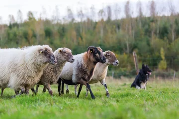 Cercles muraux Moutons pack of sheep with an Australian Shepherd dog